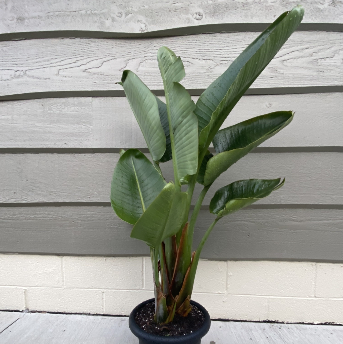 Bird of Paradise plant photo by @SabrinaSherri named Mercedes on Greg, the plant care app.