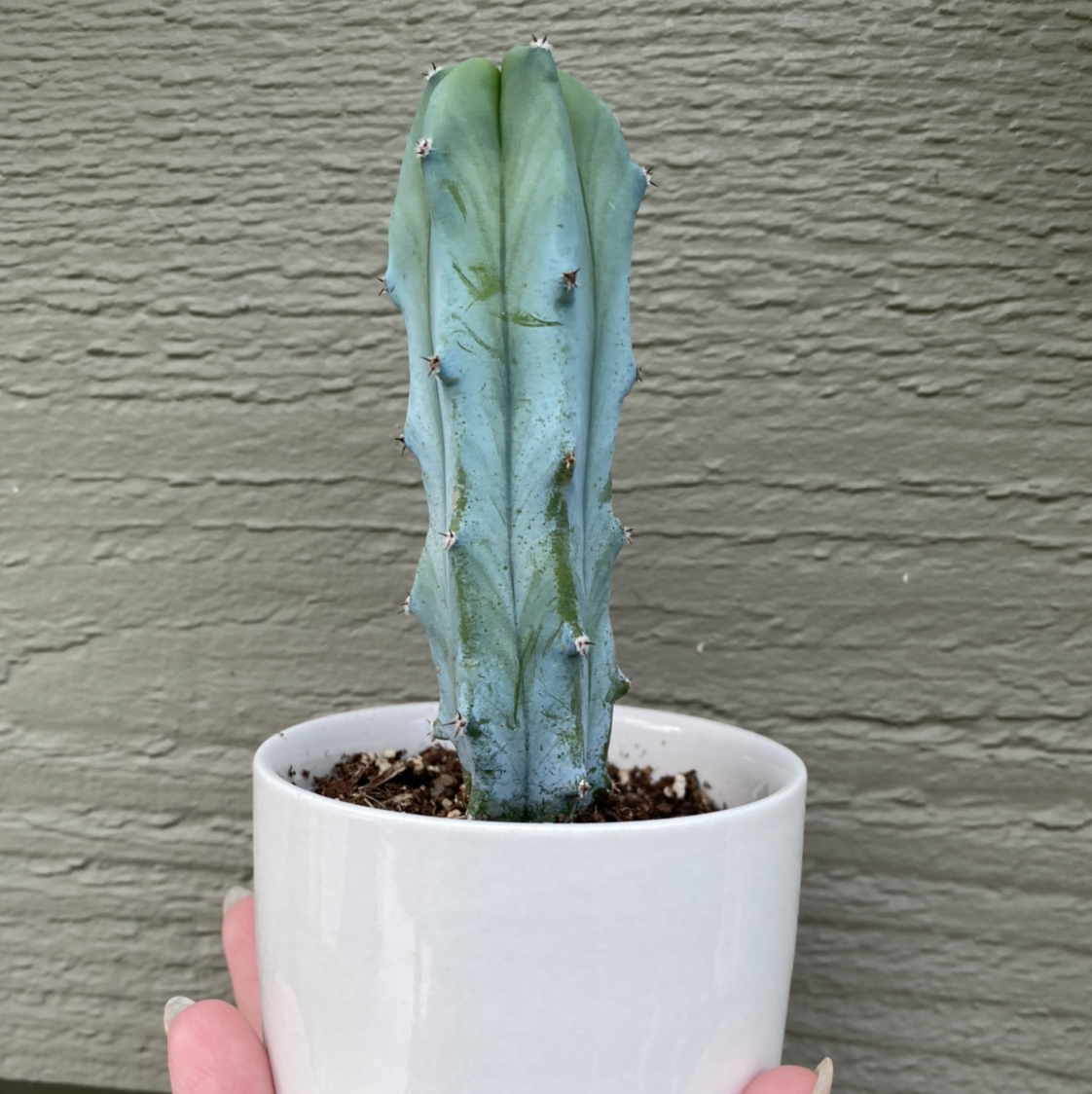 Photo of the plant species Blue Myrtle Cactus by @SabrinaSherri named Lloyd on Greg, the plant care app