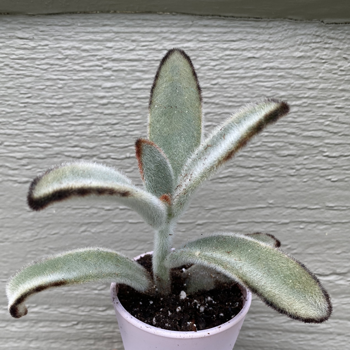 Photo of the plant species Panda Plant by @SabrinaSherri named Charlie on Greg, the plant care app