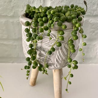 String of Pearls plant in Marysville, Michigan