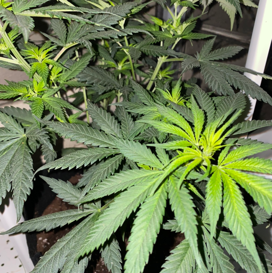 What Should I Do When Marijuana Leaves Turn Yellow?