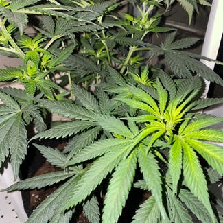 Marijuana plant in Marysville, Michigan