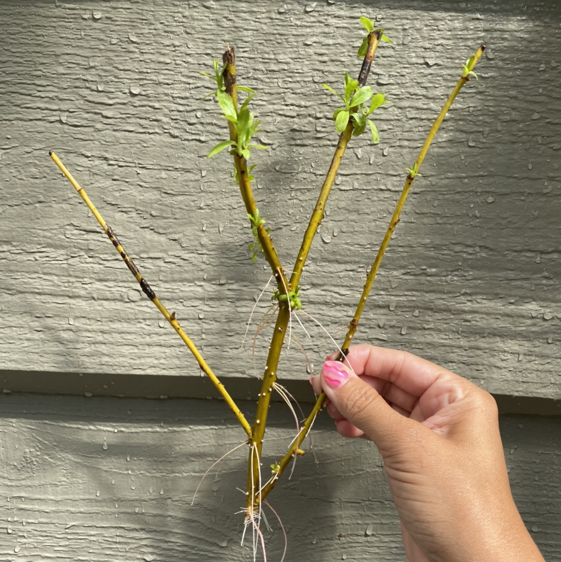 Corkscrew Willow plant with three stems and new green growth, held by a hand.