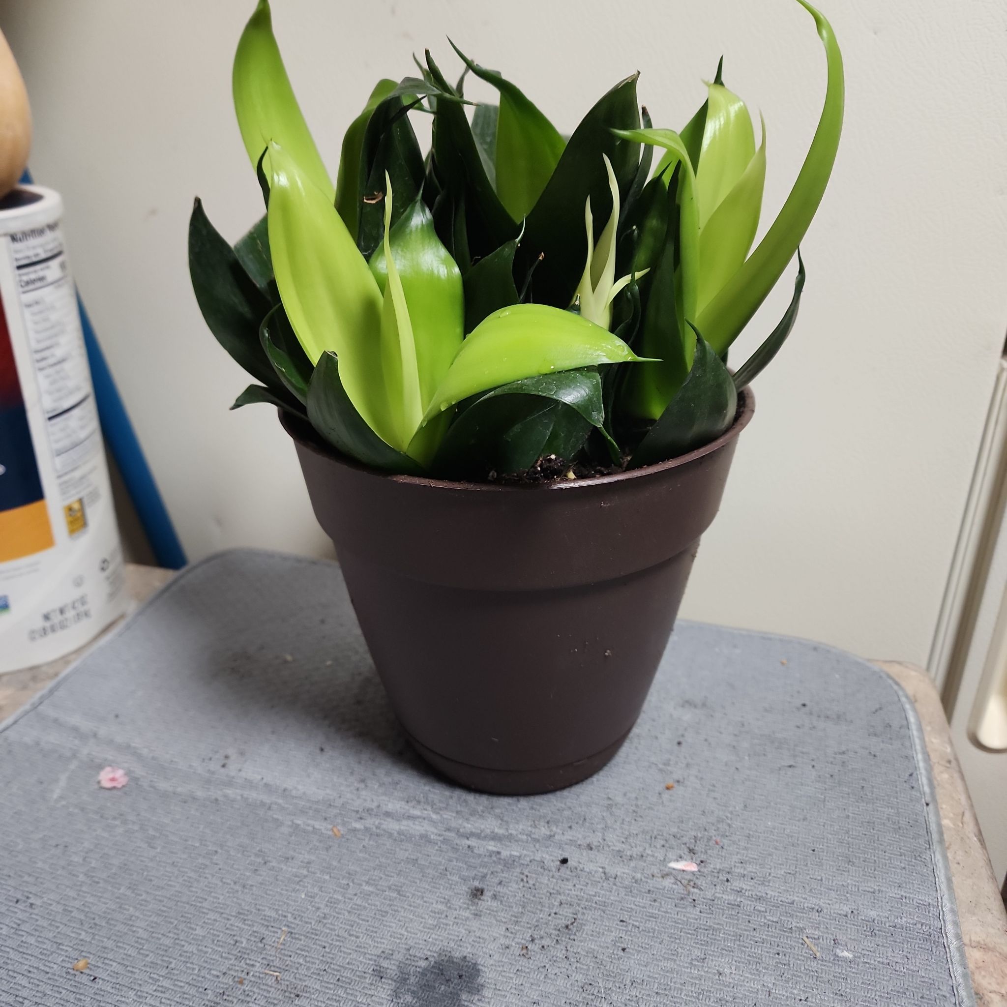 Potted Black Star Snake Plant with vibrant green and dark leaves.