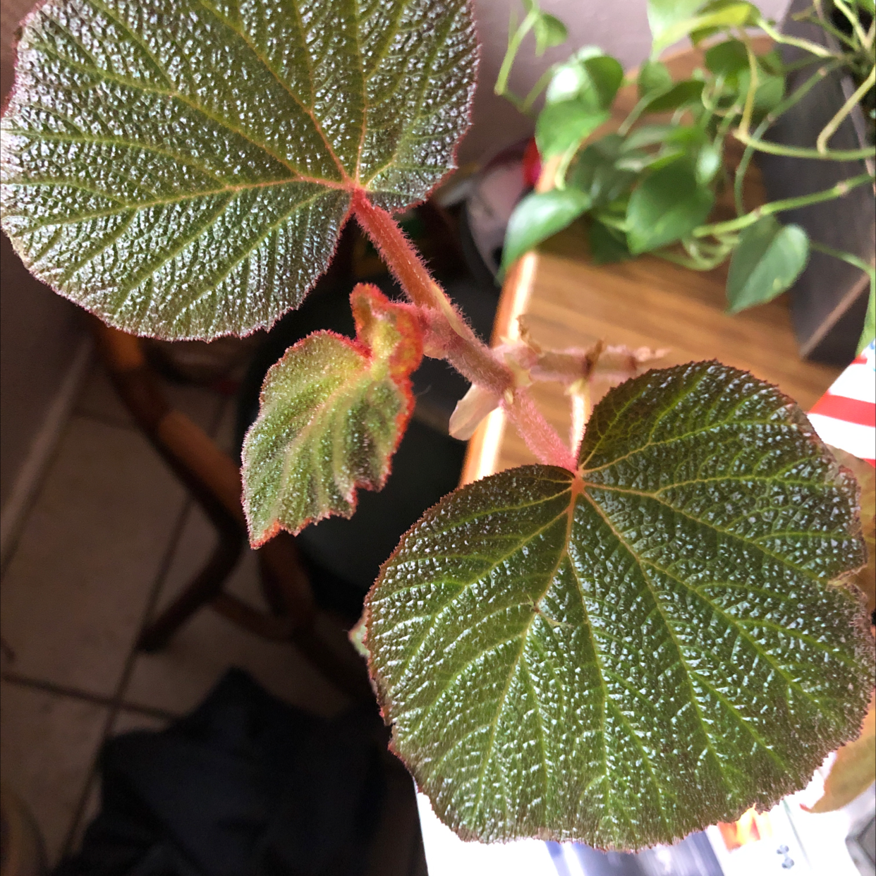 Close-up of a healthy Tuberous Begonia plant with textured leaves.