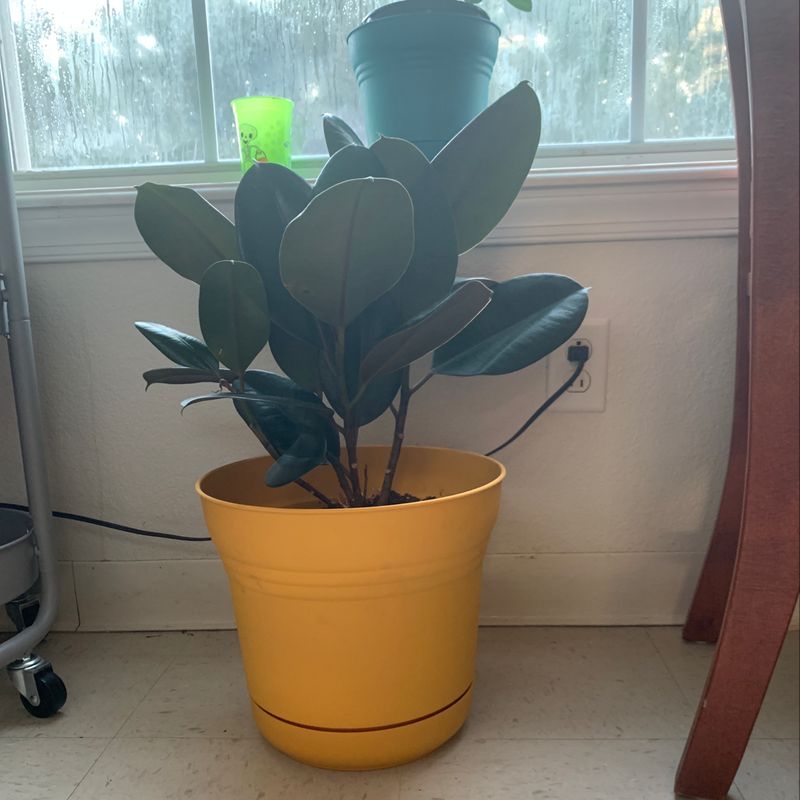 A healthy rubber plant with glossy green leaves in a yellow pot, showing slight yellowing on one lower leaf.
