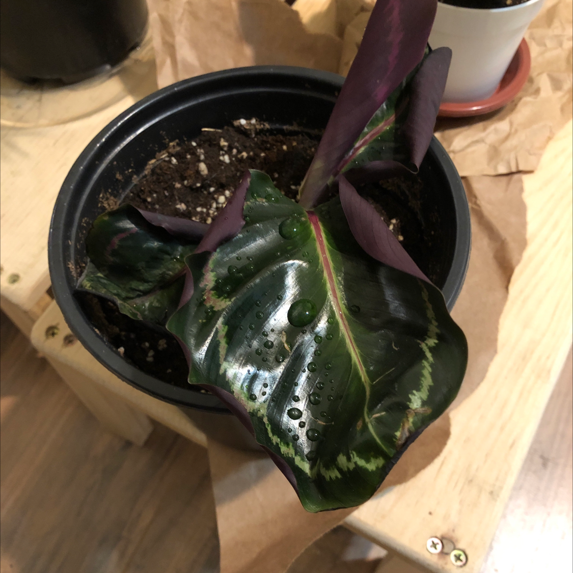 Healthy Calathea plant with deep green patterned leaves and red-purple undersides, in a plastic nursery pot on a wooden surface.
