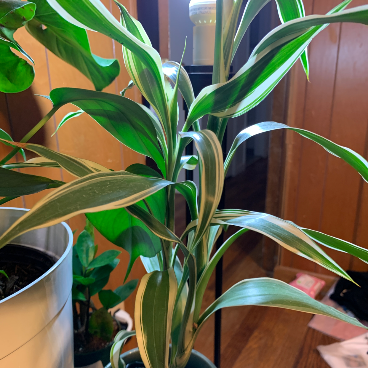 Healthy, vibrant Ti plant with large, glossy, variegated green and white striped leaves, potted indoors.