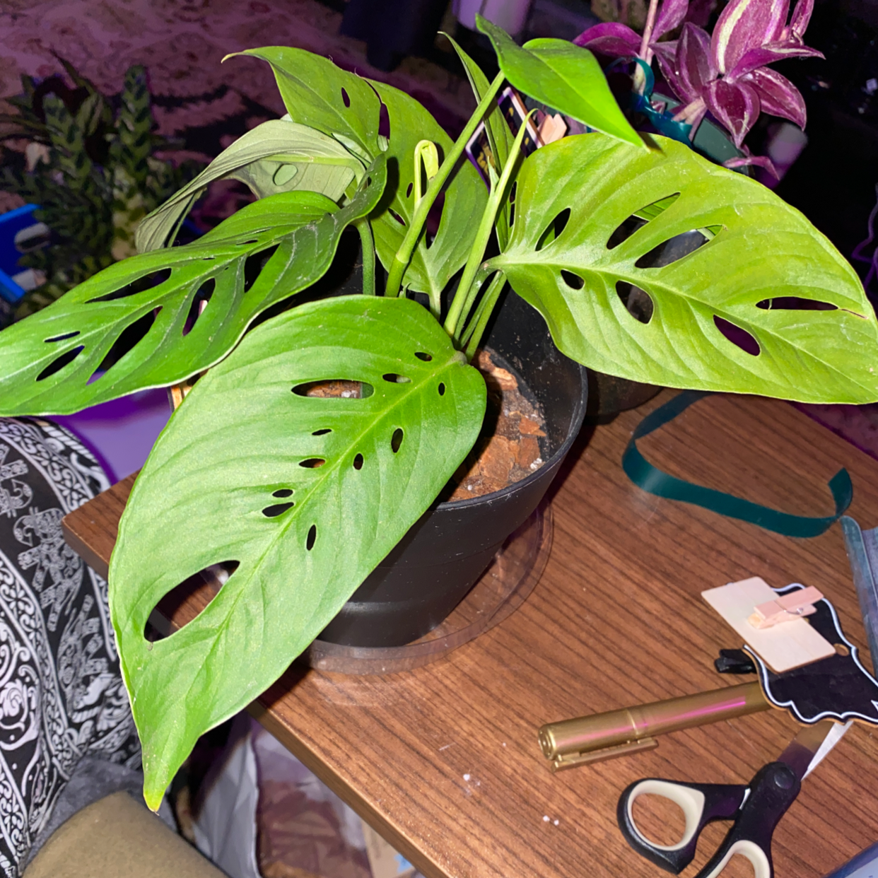 Healthy Monstera deliciosa plant with large, fenestrated leaves in a brown ceramic pot surrounded by gardening supplies on a wooden surface.