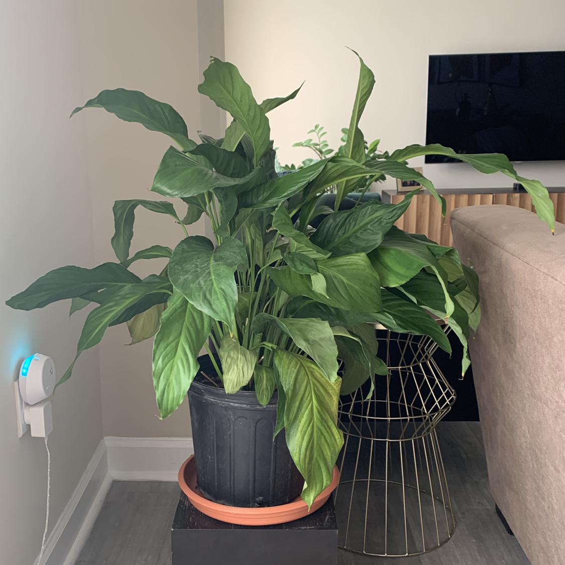 Healthy indoor peace lily plant with lush green foliage in a black pot, no visible issues or soil.