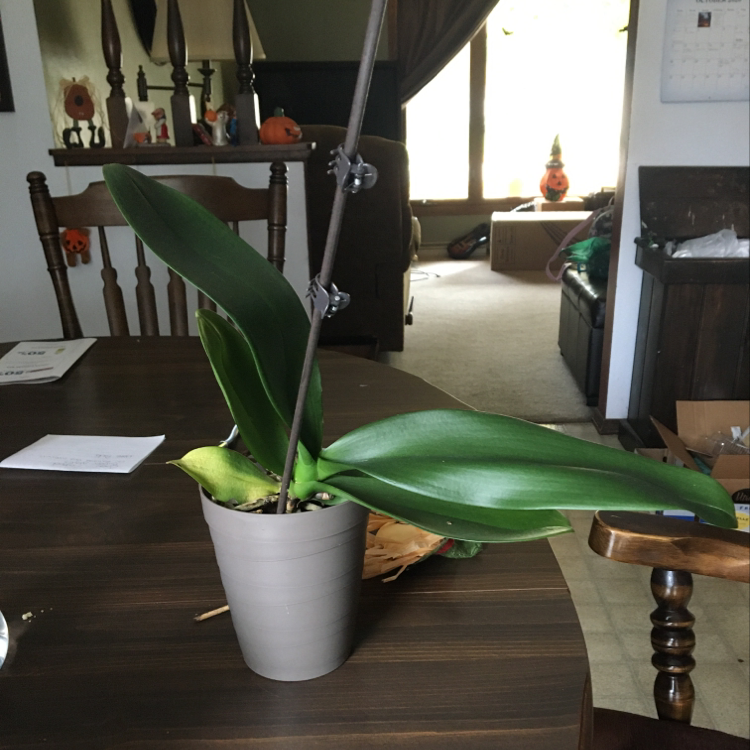 Indoor potted plant with broad green leaves and a yellowing leaf at the base.