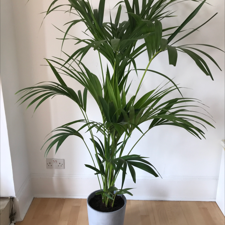 Healthy Kentia Palm houseplant with dark green arching fronds in a white plastic pot on a hardwood floor.