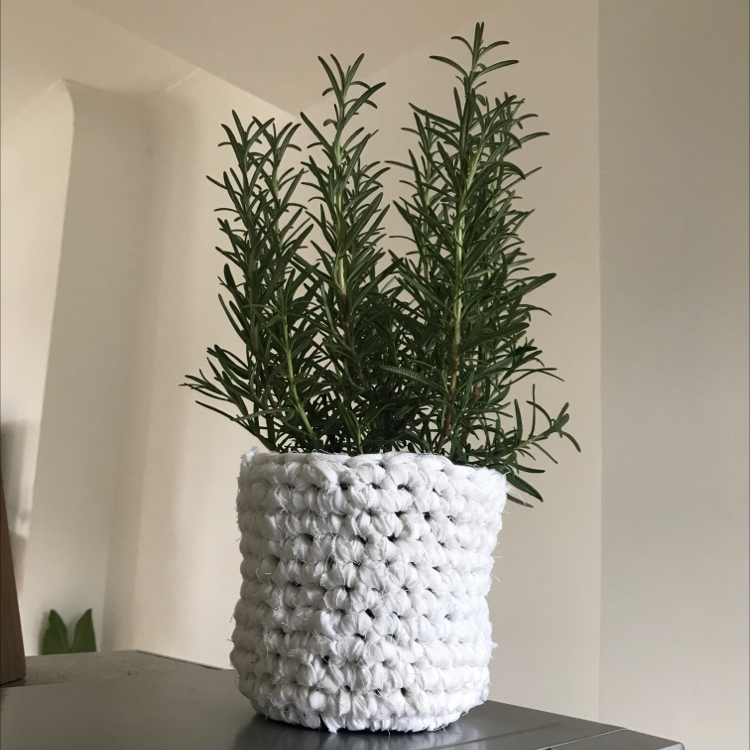 Healthy rosemary plant in a white knitted pot.