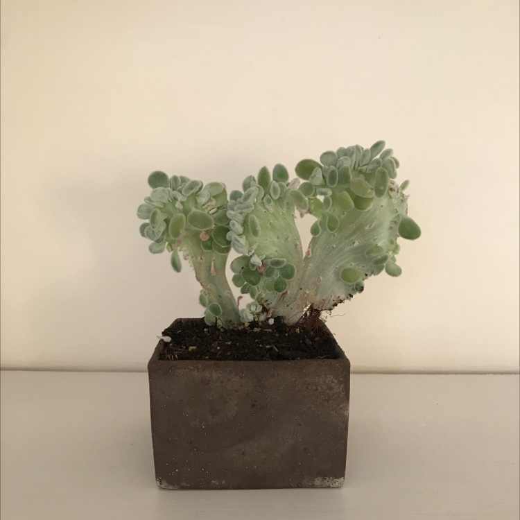 Plant care for Afterglow Echeveria on Greg, the plant care app