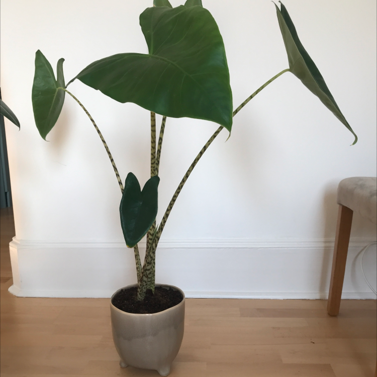 Potted Zebra Elephant Ear plant with large green leaves and striped stems indoors.