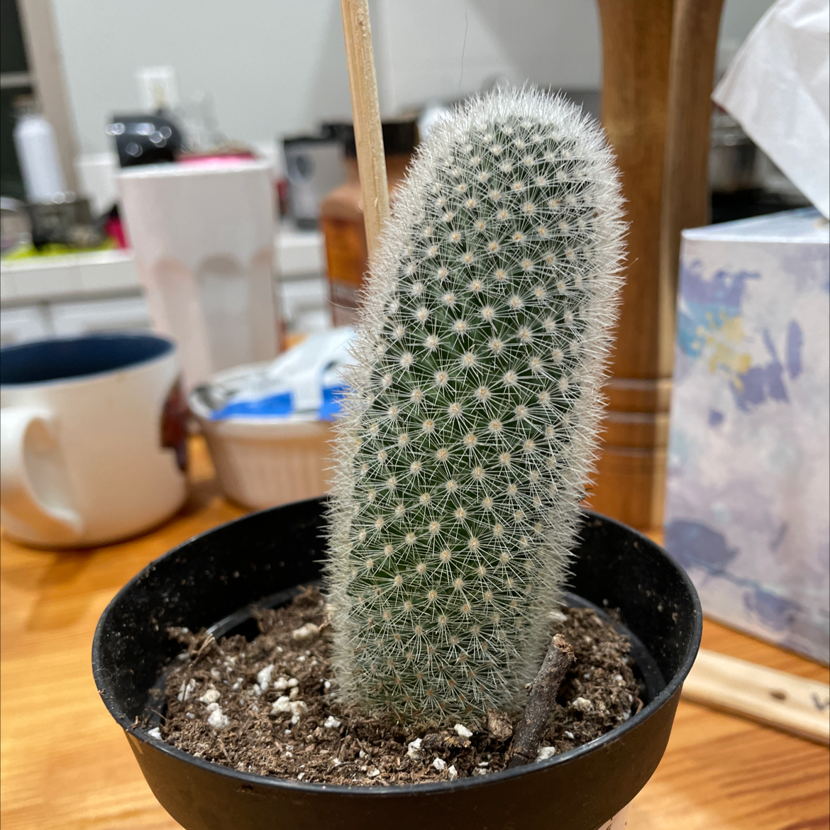 Peruvian Old Man Cactus in a small pot with visible soil, well-framed and in focus.