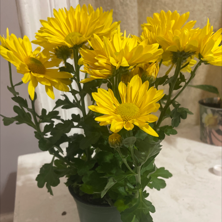 Chrysanthemum plant with vibrant yellow flowers in full bloom.