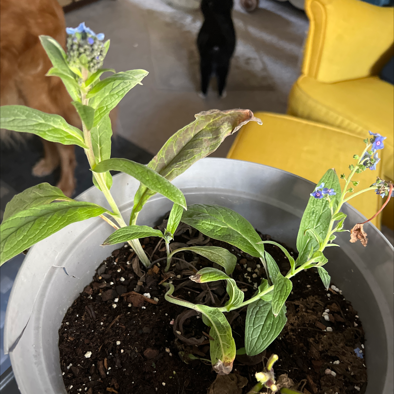 Potted Chinese Forget-Me-Not with small blue flowers and some browning leaves.