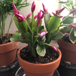 Easter Cactus plant
