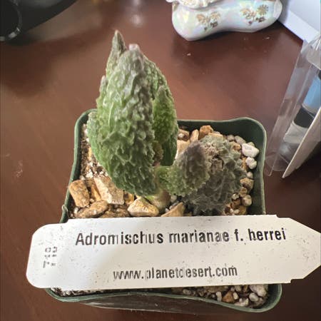 Photo of the plant species Adromischus Herrei by Kineticoakfern named Ardion on Greg, the plant care app