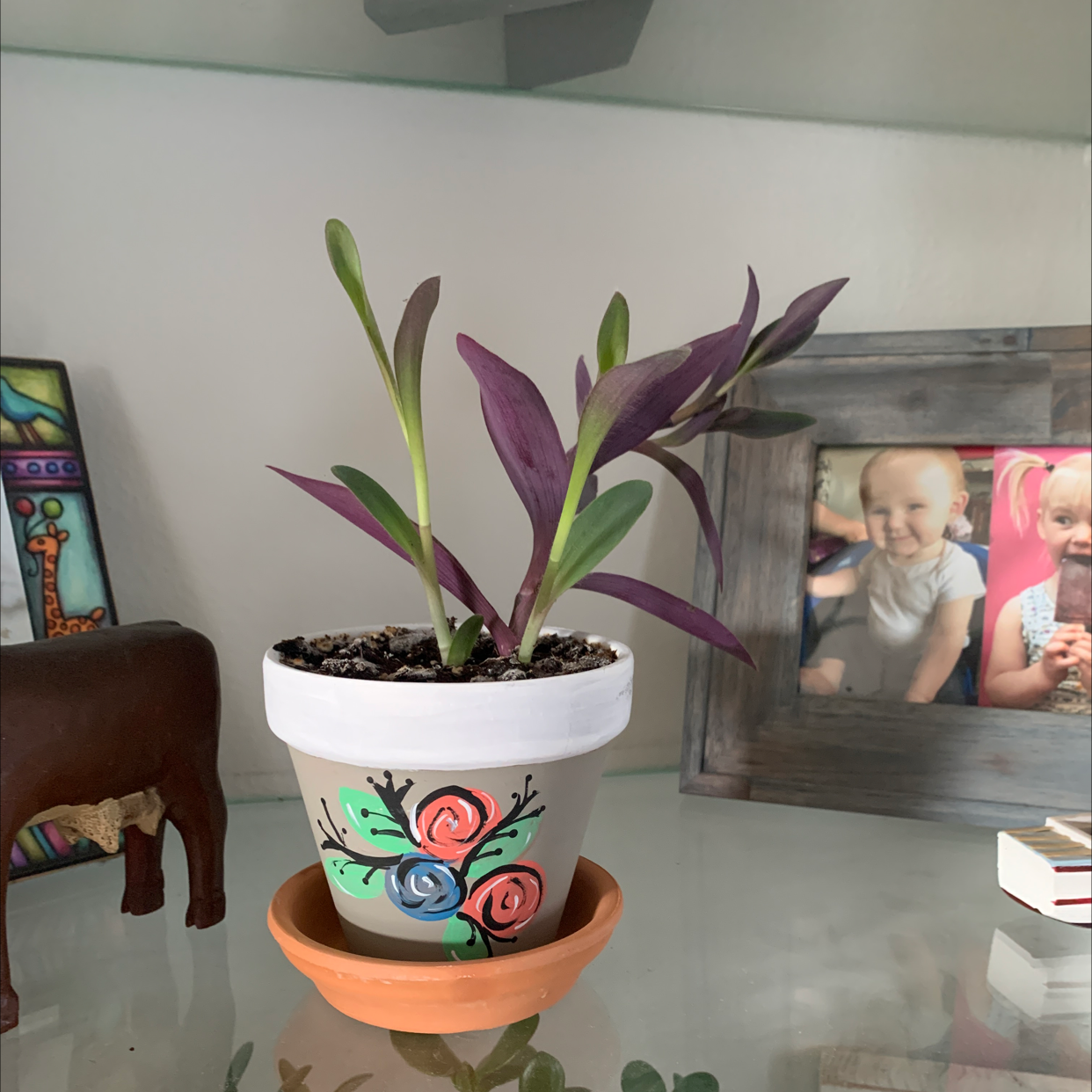 A healthy potted Purple Heart plant with vibrant purple leaves in a white ceramic pot with colorful hand-painted designs.