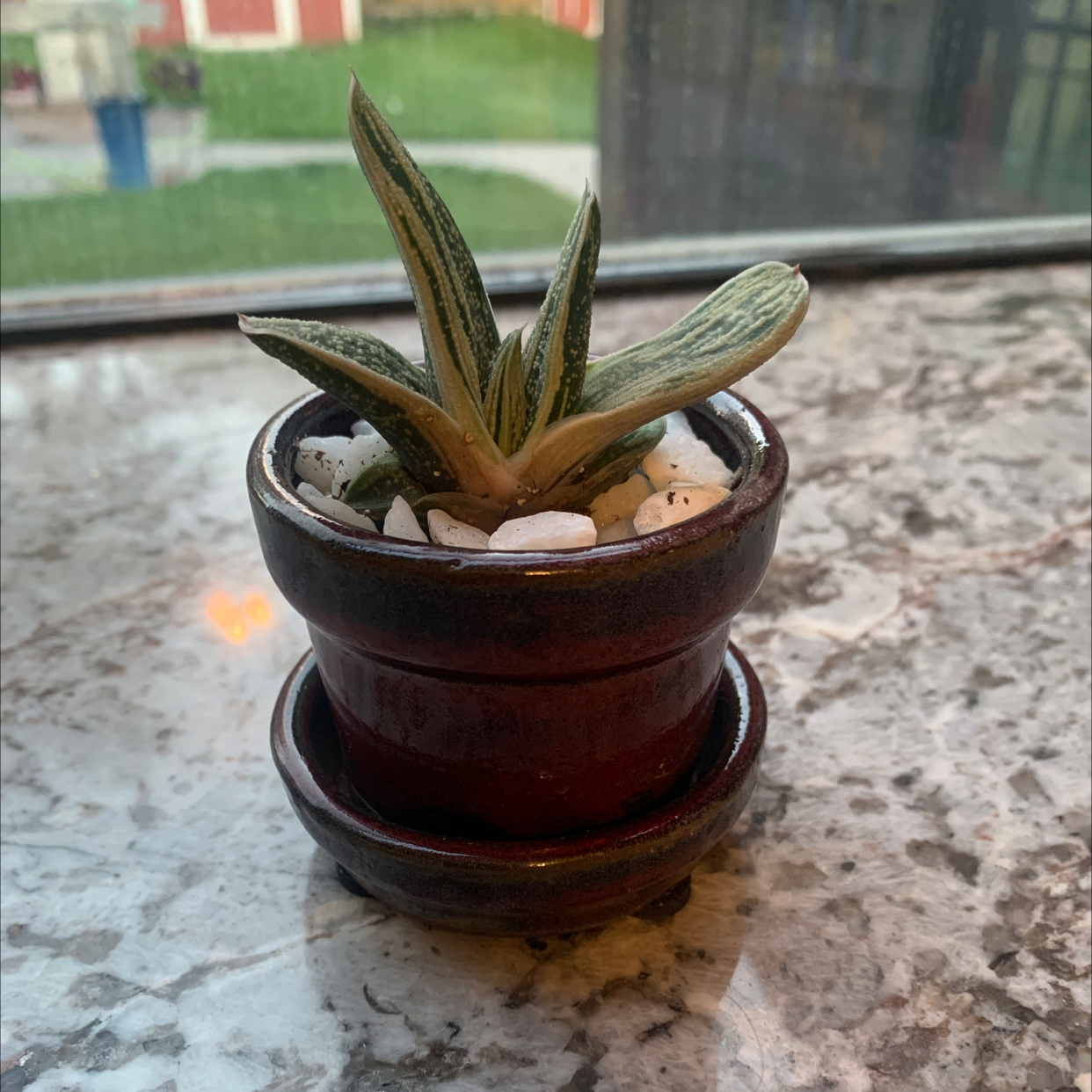 Aloe juvenna succulent plant in brown ceramic pot, slight leaf tip browning, on granite counter with blurred yard background.
