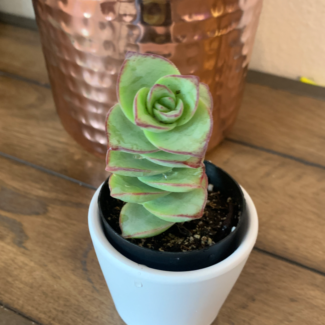 Echeveria Gibbiflora succulent with green leaves edged in red, potted in a small container.