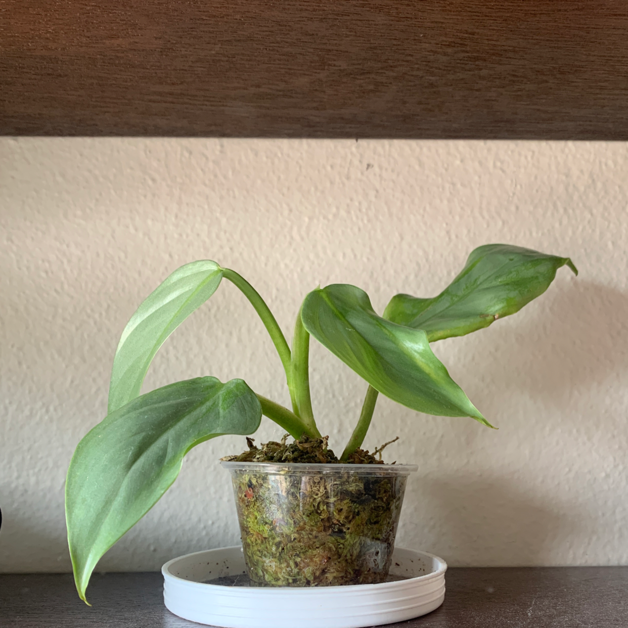 Silver Sword Philodendron plant in a clear plastic pot, healthy green leaves.