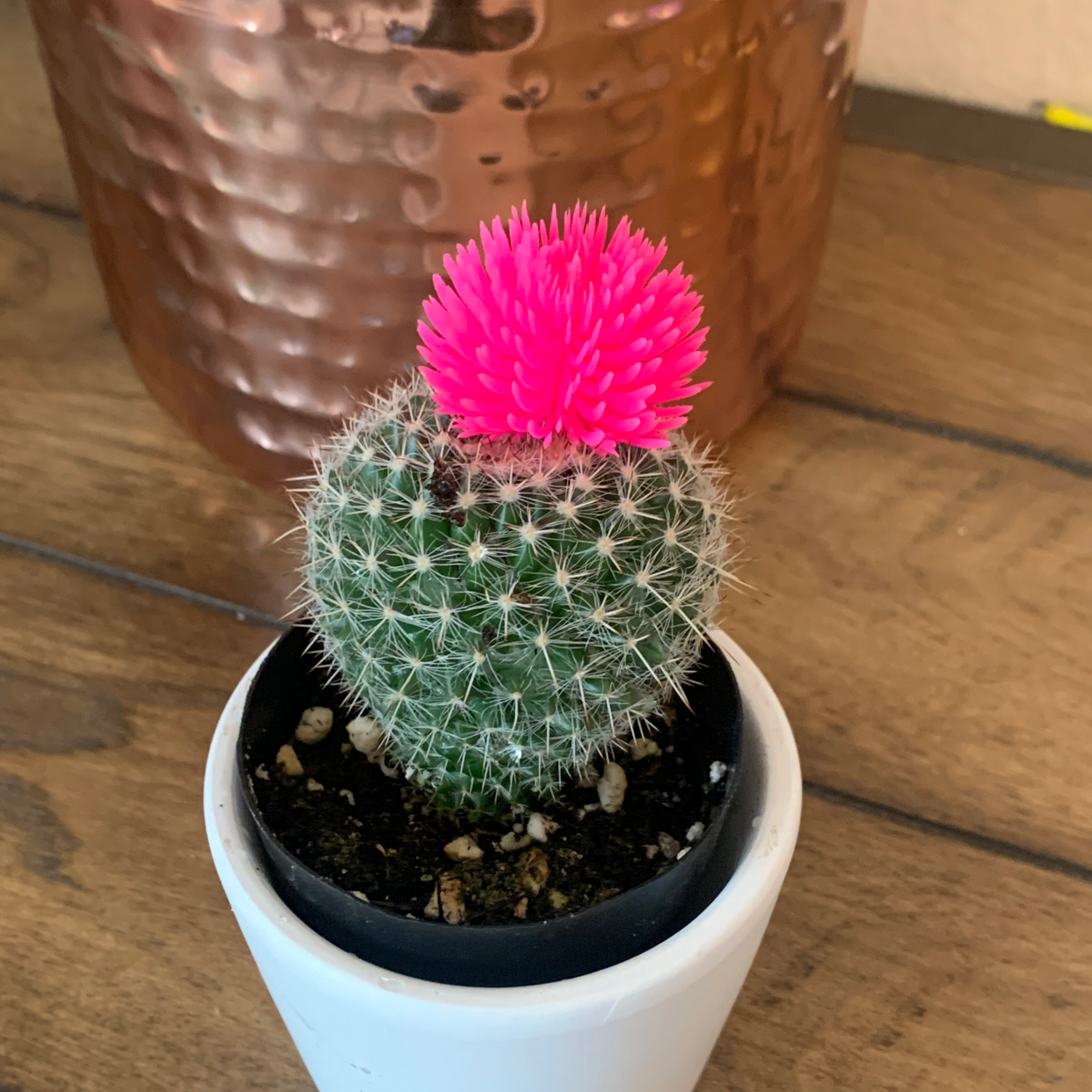 Mammillaria Haageana cactus with a bright pink flower in a white pot.