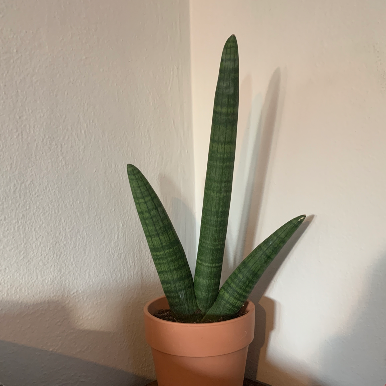 Cylindrical Snake Plant in a terracotta pot against a plain wall.