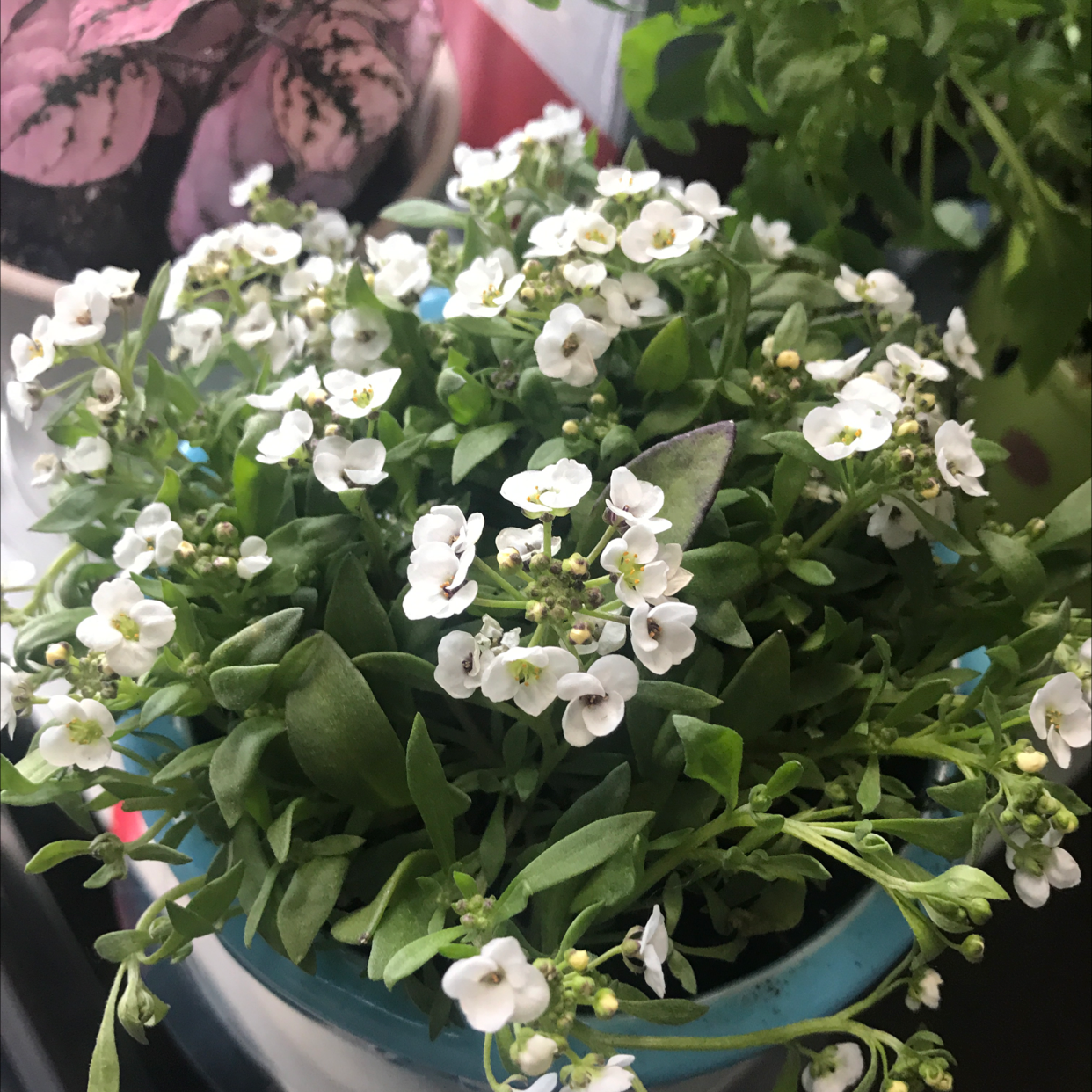 Healthy Sweet Alyssum plant in full bloom with dense clusters of small white flowers covering deep green foliage, held by hands.