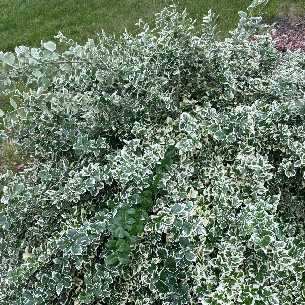 Dense shrub with variegated green and white leaves, likely Fortune's Spindle.