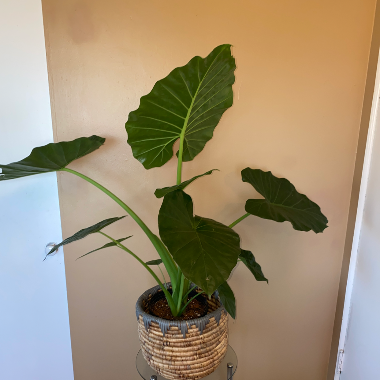 Jewel Alocasia plant with large, dark green leaves in a pot.