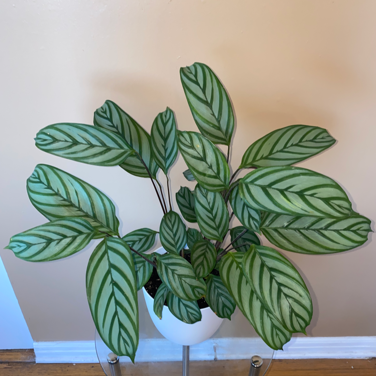 Healthy Fishbone Prayer Plant with vibrant green striped leaves in a white ceramic pot, no signs of damage or disease.