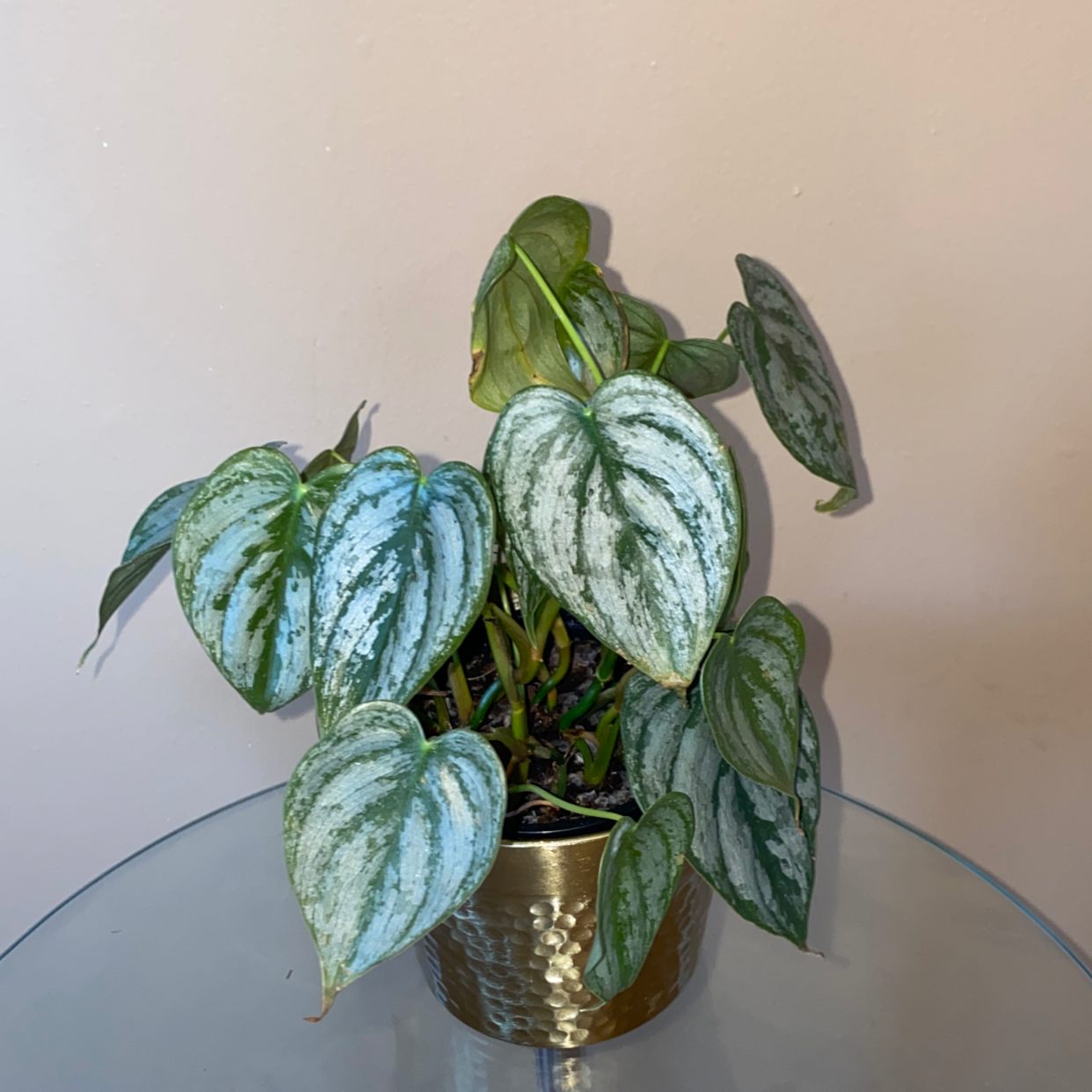 Silver Leaf Philodendron in a pot with healthy, silver-patterned leaves.