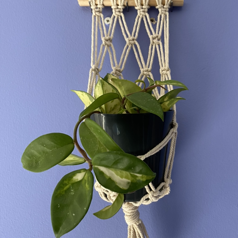 Photo of the plant species Hoya Carnosa Tricolor by @angelanixson named Kara on Greg, the plant care app