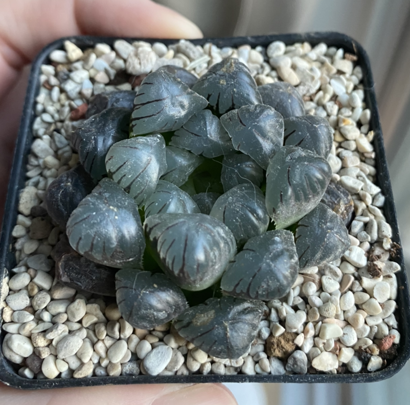 Haworthia cooperi plant photo by @angelanixson named Harry on Greg, the plant care app.