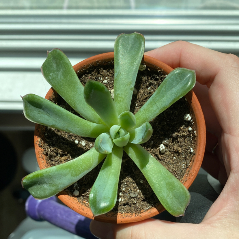 Echeveria 'Pelusida' plant photo by @angelanixson named Plouie on Greg, the plant care app.