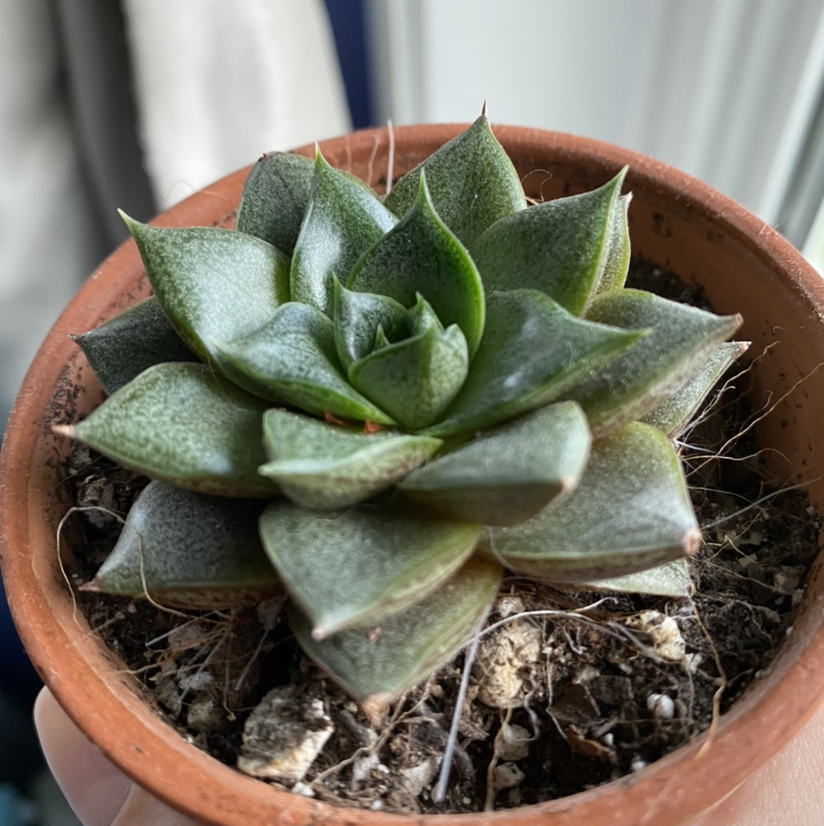 Echeveria purpusiorum succulent in a terracotta pot with visible soil.