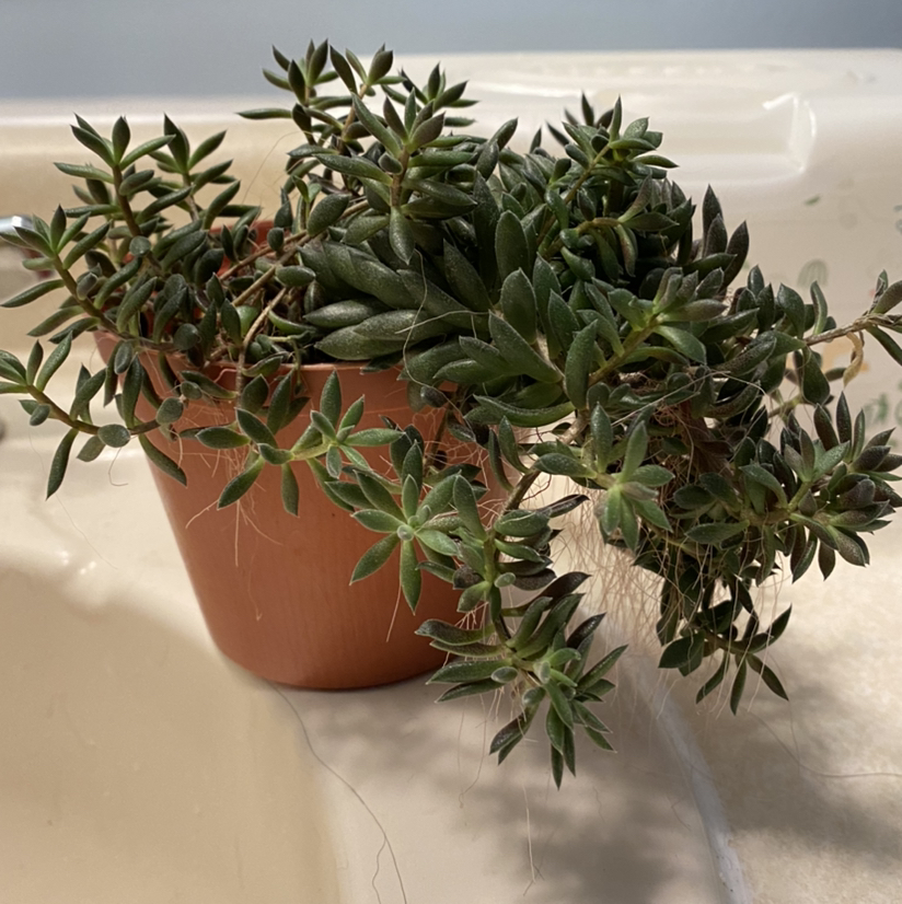 Photo of the plant species Chinese Jade by @angelanixson named Theodosia on Greg, the plant care app