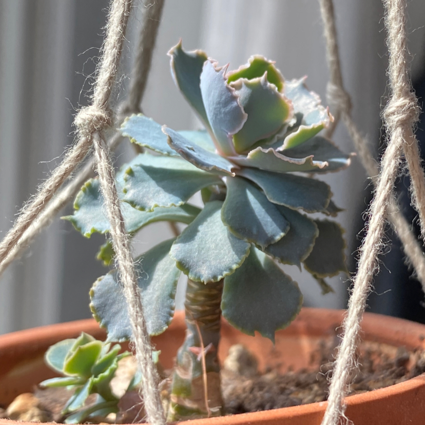 Echeveria 'Neon Breakers' plant in a hanging pot with healthy leaves.