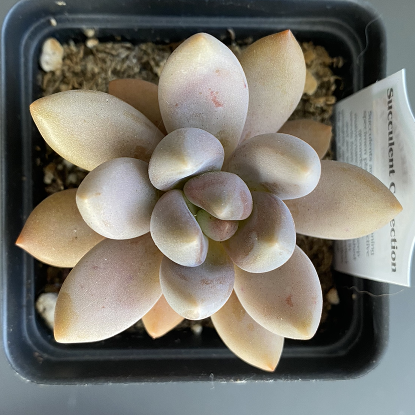 Graptopetalum mendozae plant photo by @angelanixson named Paige on Greg, the plant care app.