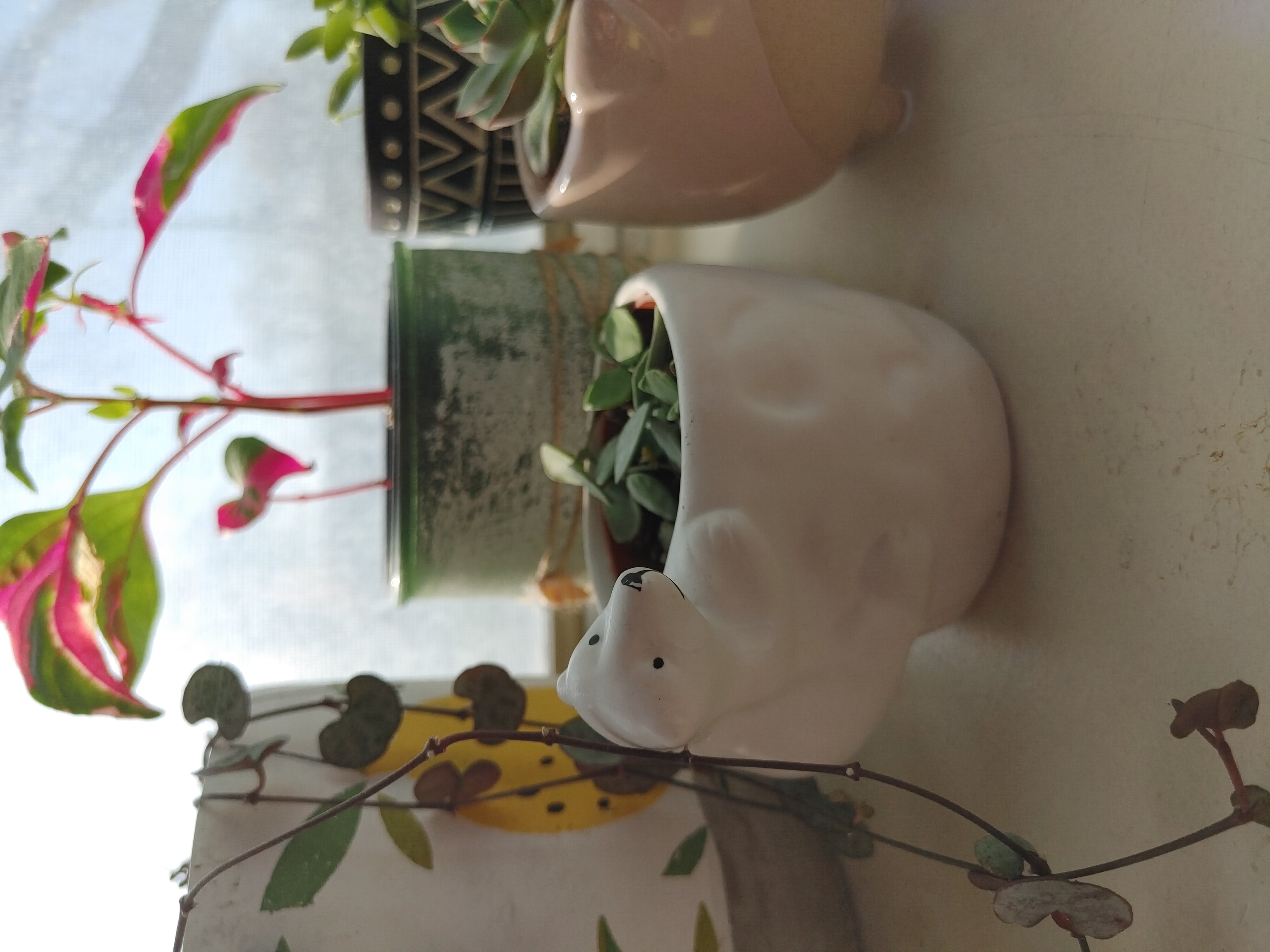 String of Nickels plant in a white bear-shaped pot with other plants in the background.