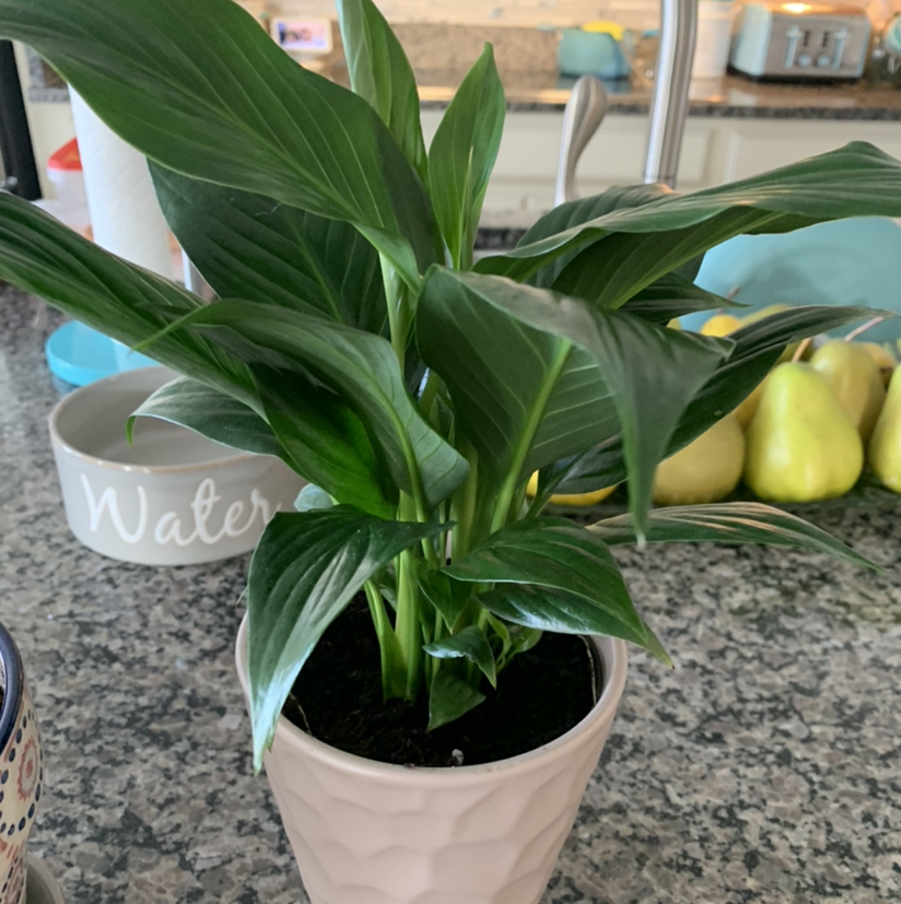 Peace Lily plant photo by @Shimmy named Yvonne on Greg, the plant care app.