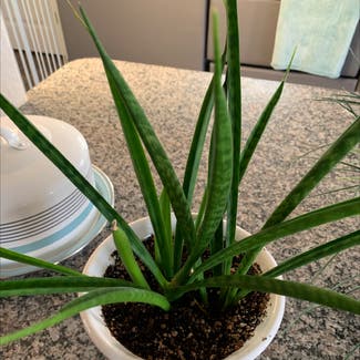 Cylindrical Snake Plant plant in Chesapeake, Virginia