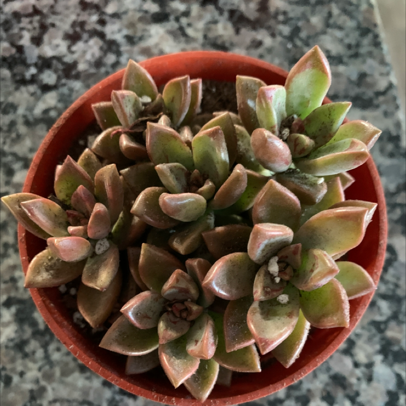 Graptosedum 'Vera Higgins' plant photo by @Shimmy named Dietrich on Greg, the plant care app.