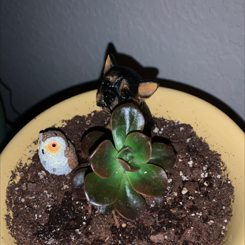 Echeveria 'Dusty Rose' plant photo by @Shimmy named Reba on Greg, the plant care app.