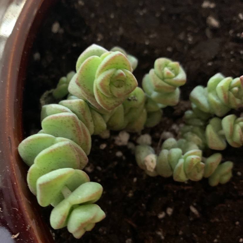 Crassula rupestris plant in a pot with visible soil, appearing healthy.