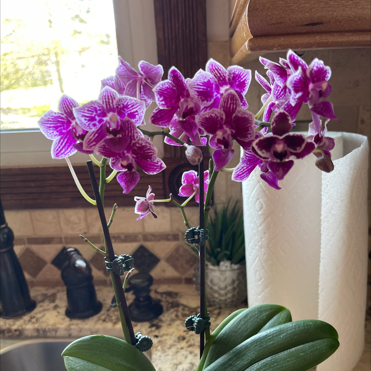 A healthy Phalaenopsis orchid with vibrant purple flowers and green leaves.