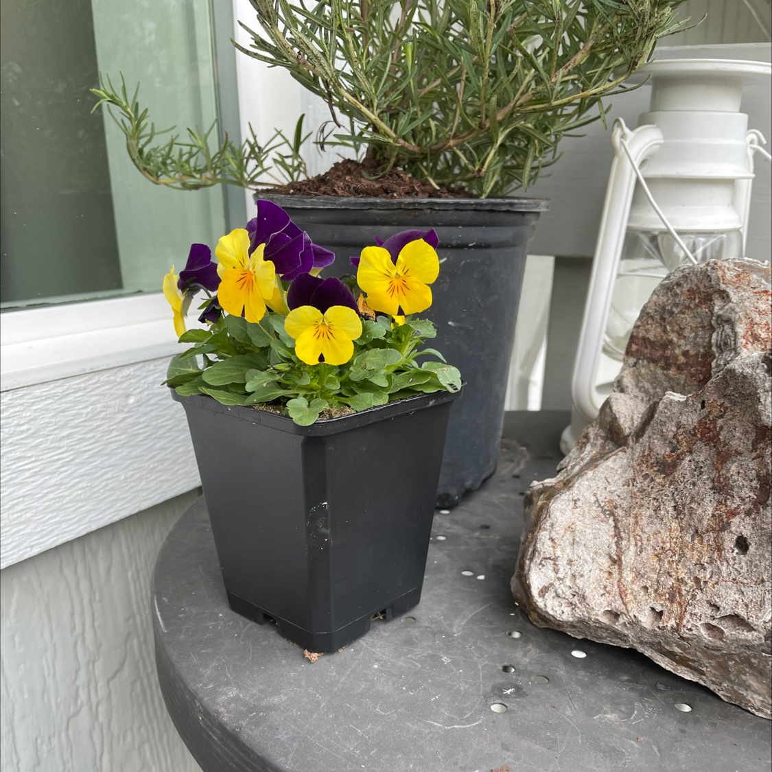 Potted Wild Pansy plant with yellow and purple flowers, another plant and rock in background.